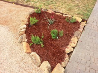Details Plants