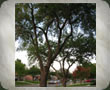 Tree Gallery